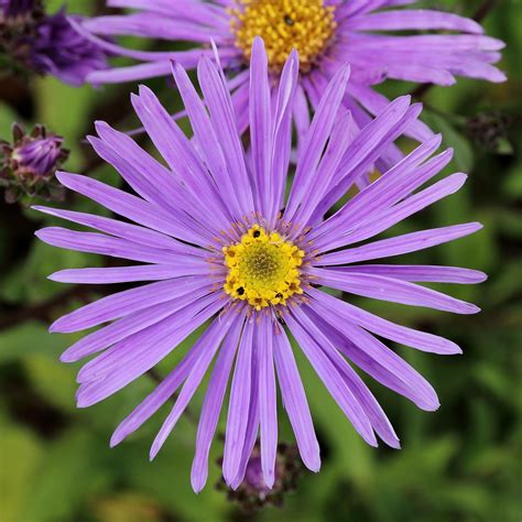 Aster amellus (Italienische Astern)